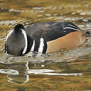 Hooded Merganser