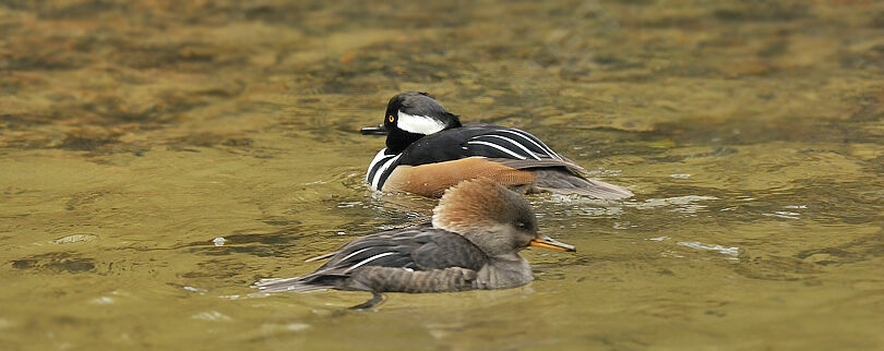 Hooded Merganser