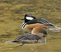 Hooded Merganser