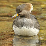 Hooded Merganser