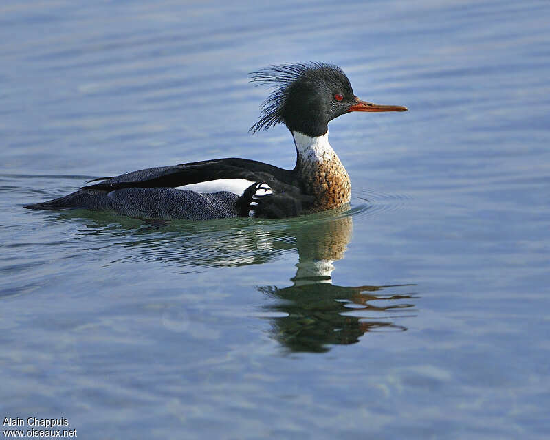 Red-breasted Merganser male adult breeding, identification