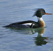 Red-breasted Merganser