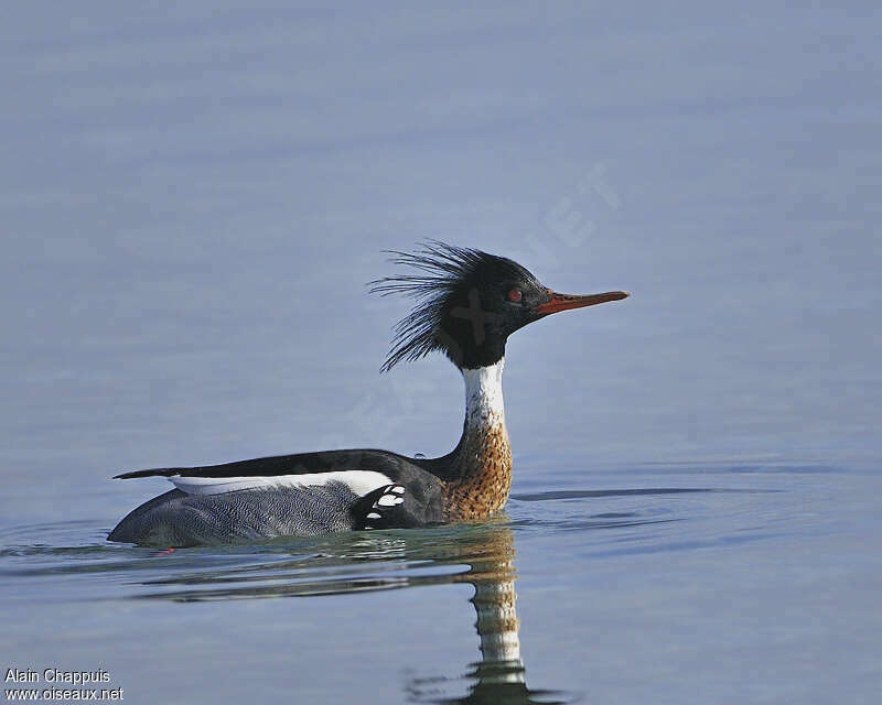 Red-breasted Merganser male adult breeding, identification