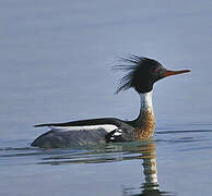 Red-breasted Merganser