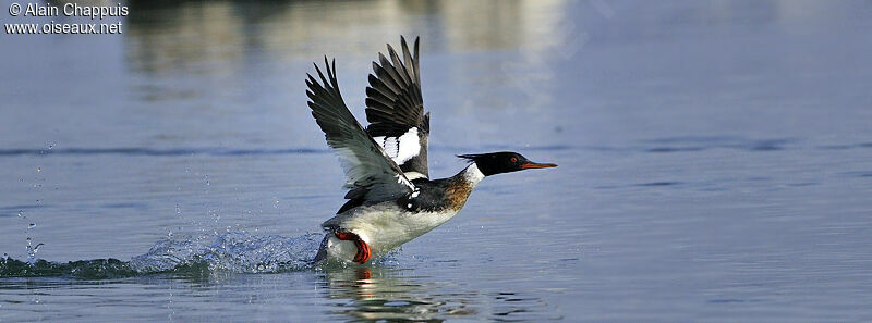 Red-breasted Merganser male adult breeding, identification, Flight, Behaviour