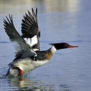 Red-breasted Merganser