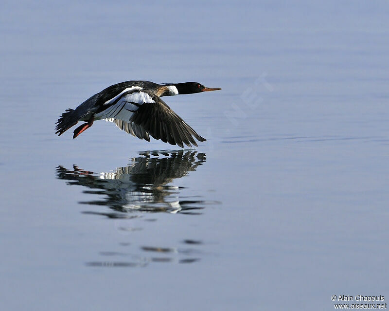 Red-breasted Merganser male adult breeding, identification, Flight, Behaviour