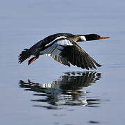 Red-breasted Merganser