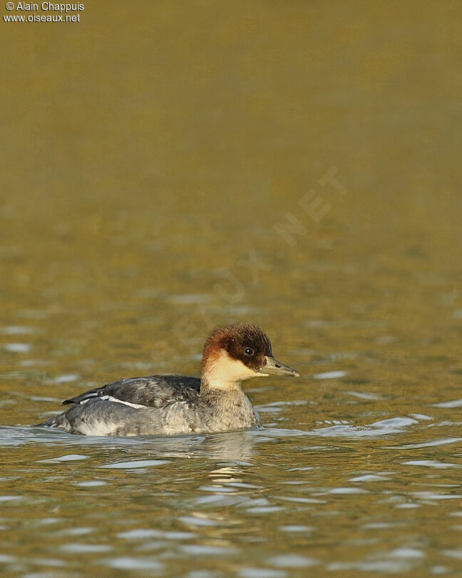 Smew female adult, identification, Behaviour