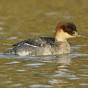 Smew