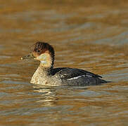 Smew