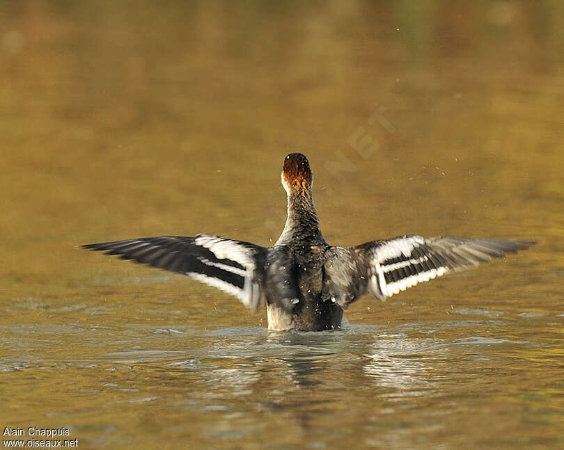 Smew female adult, aspect, pigmentation, Flight, Behaviour