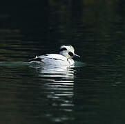 Smew