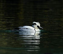 Smew