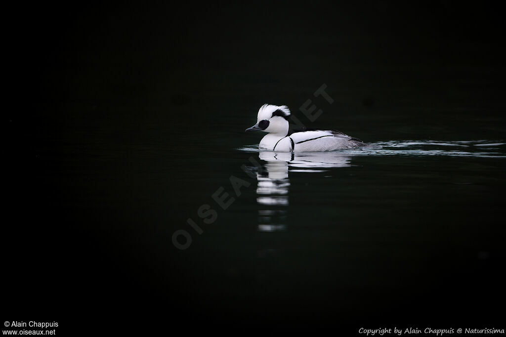 Smew male adult, identification, swimming, fishing/hunting