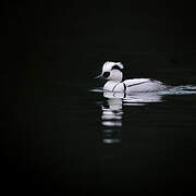 Smew