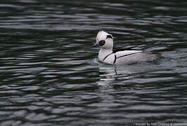 Smew