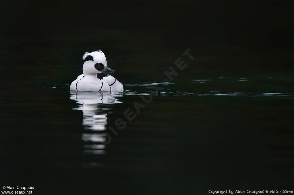 Smew