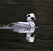 Smew