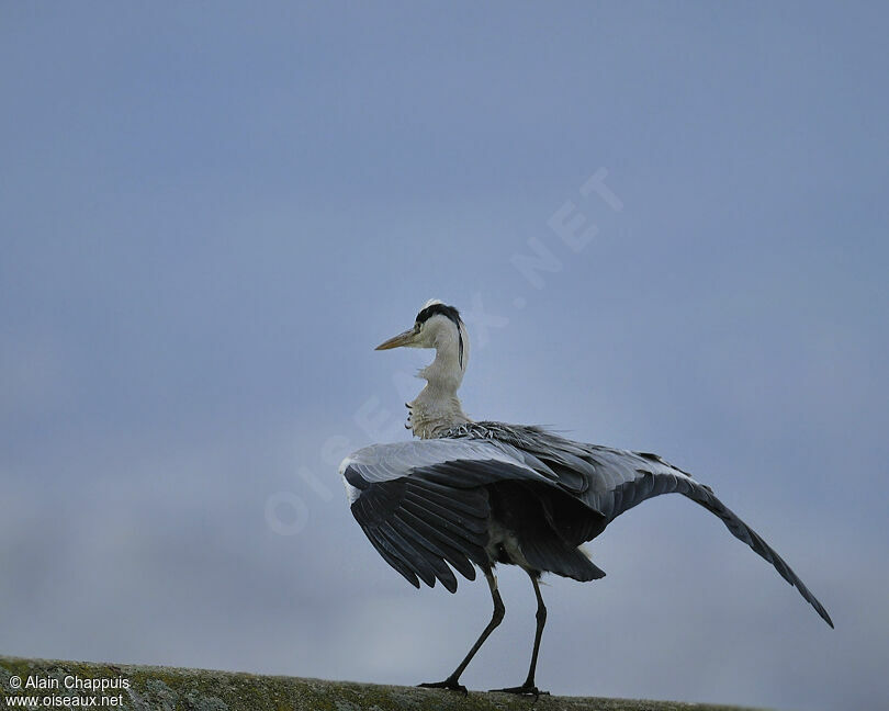 Grey Heronadult, identification, Flight, Behaviour