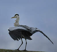 Grey Heron