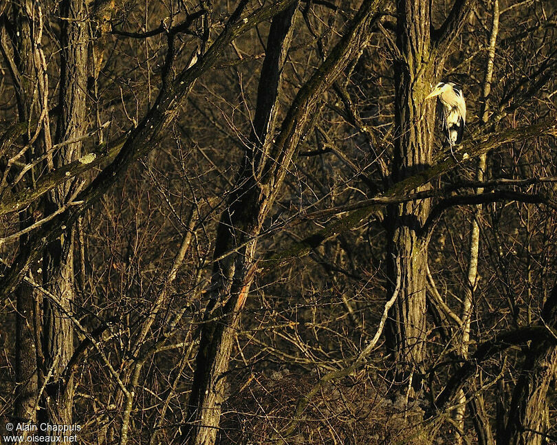 Grey Heronadult, identification, Behaviour