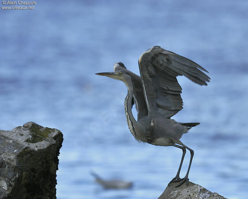 Grey Heronadult, identification, Behaviour