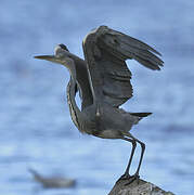 Grey Heron