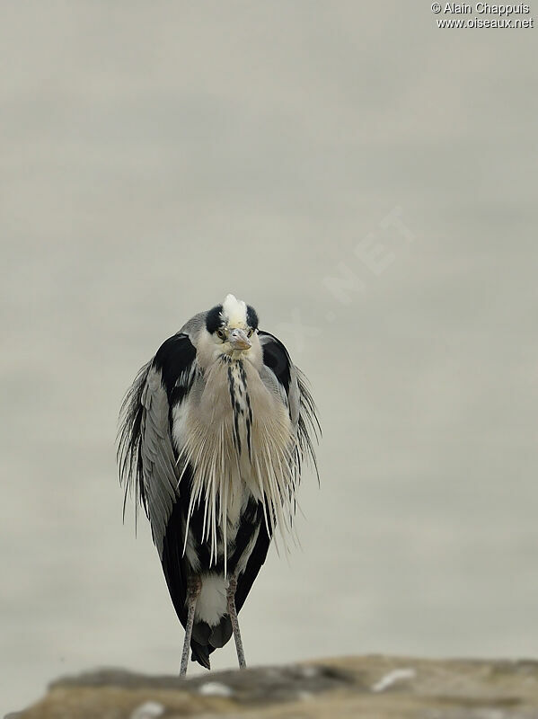 Grey Heronadult, identification, Behaviour