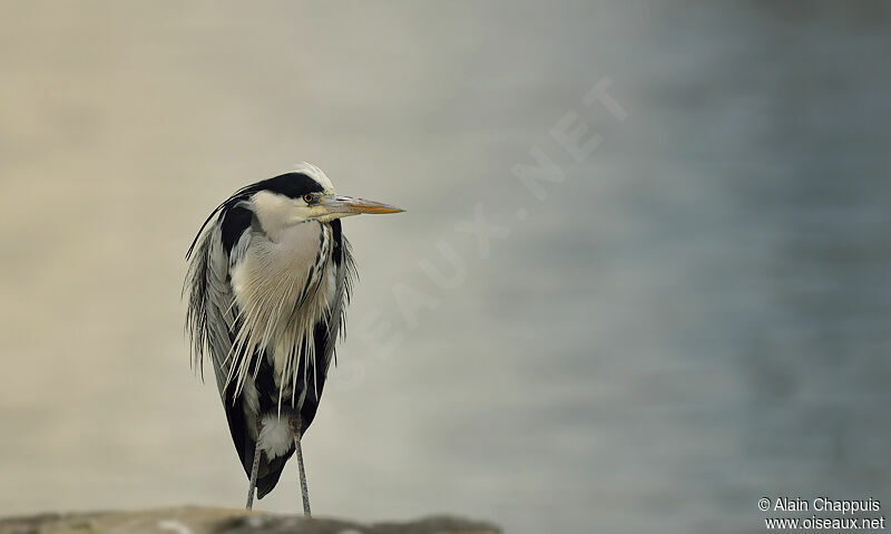 Grey Heronadult, identification, Behaviour