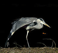 Grey Heron