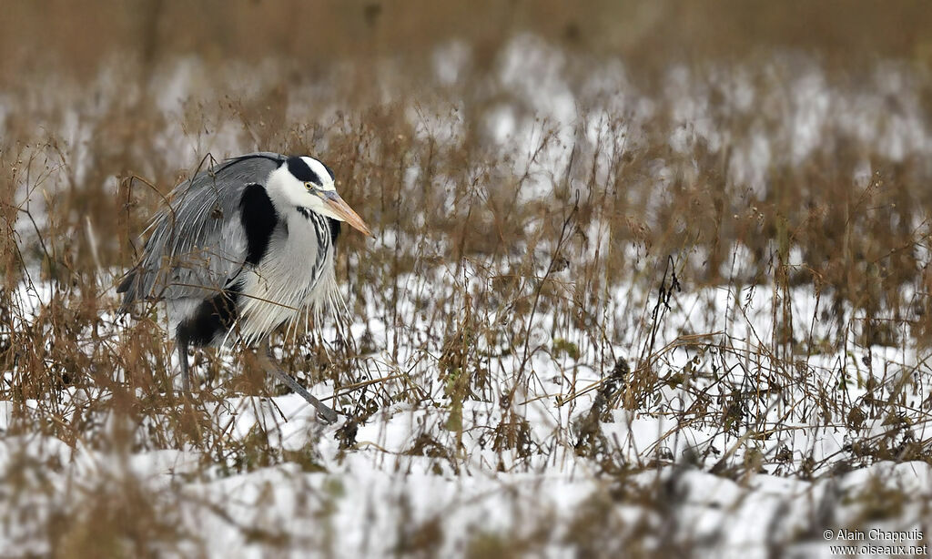 Grey Heronadult, identification, Behaviour