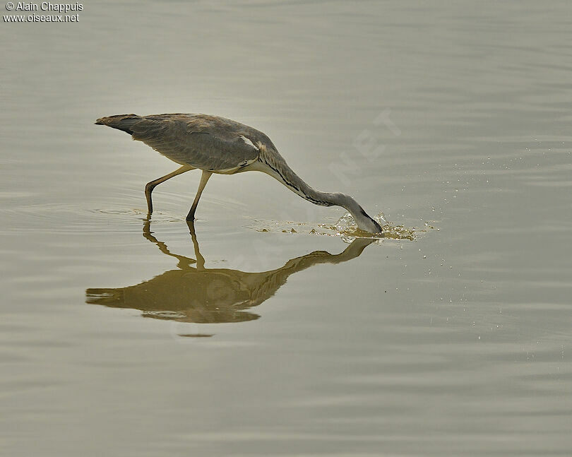 Grey Heronadult breeding, identification, Behaviour