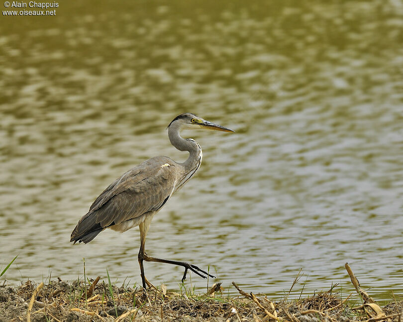 Grey Heronadult breeding, identification, Behaviour