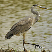 Grey Heron