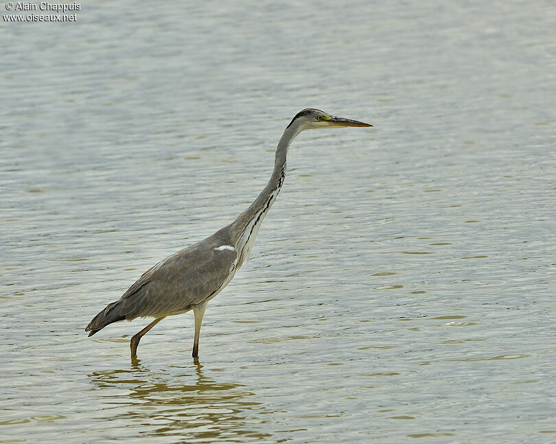 Grey Heronadult breeding, identification, Behaviour