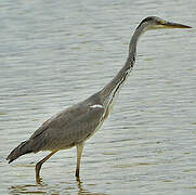 Grey Heron