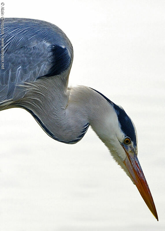 Grey Heronadult post breeding, identification, Behaviour