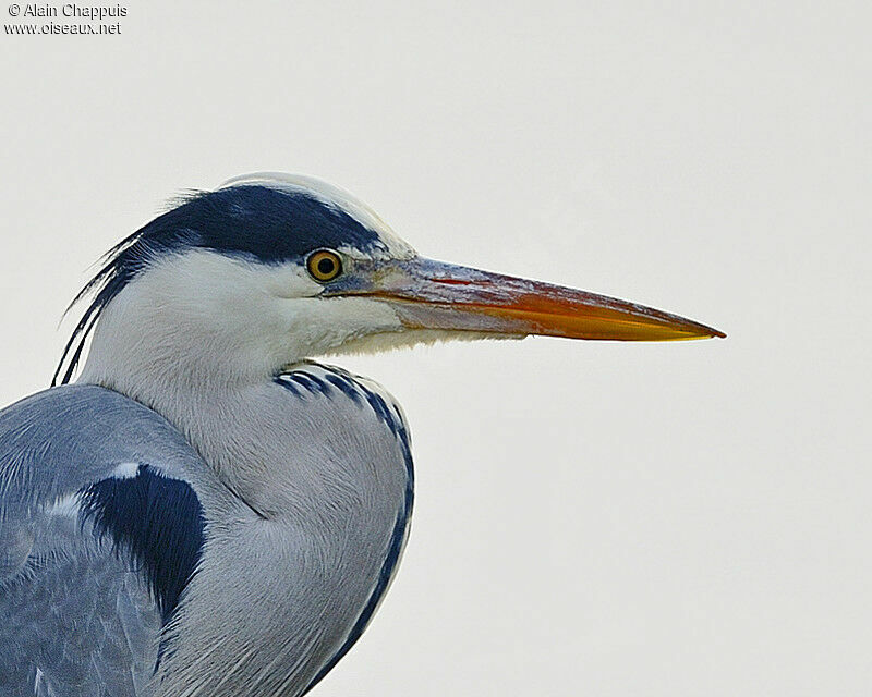 Grey Heronadult post breeding, identification, Behaviour