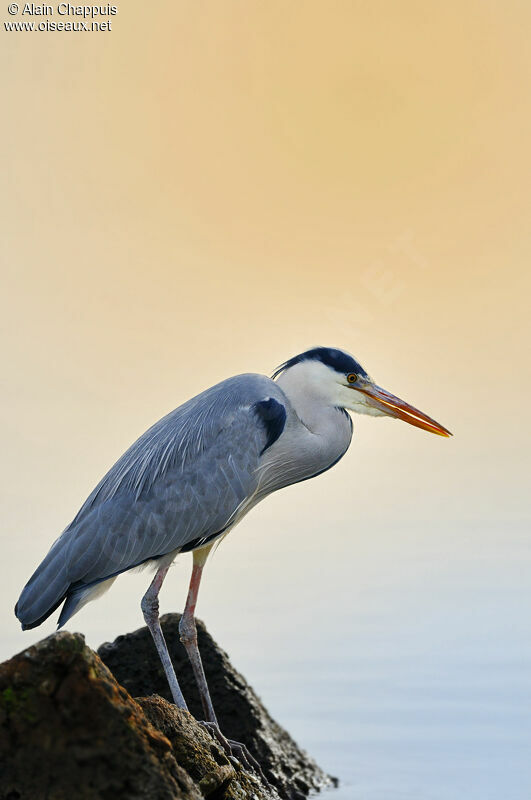 Grey Heronadult post breeding, identification, Behaviour