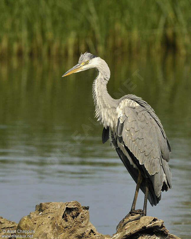 Grey Heronadult breeding, identification, Behaviour