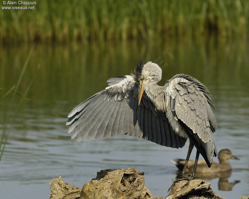 Grey Heronadult breeding, identification, Behaviour