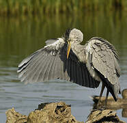 Grey Heron