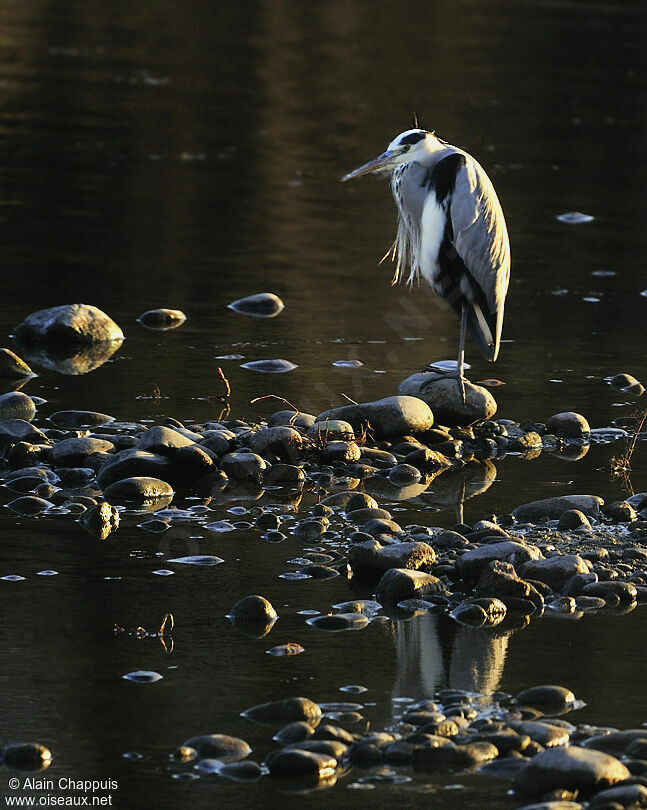 Grey Heronadult, identification