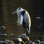 Grey Heron