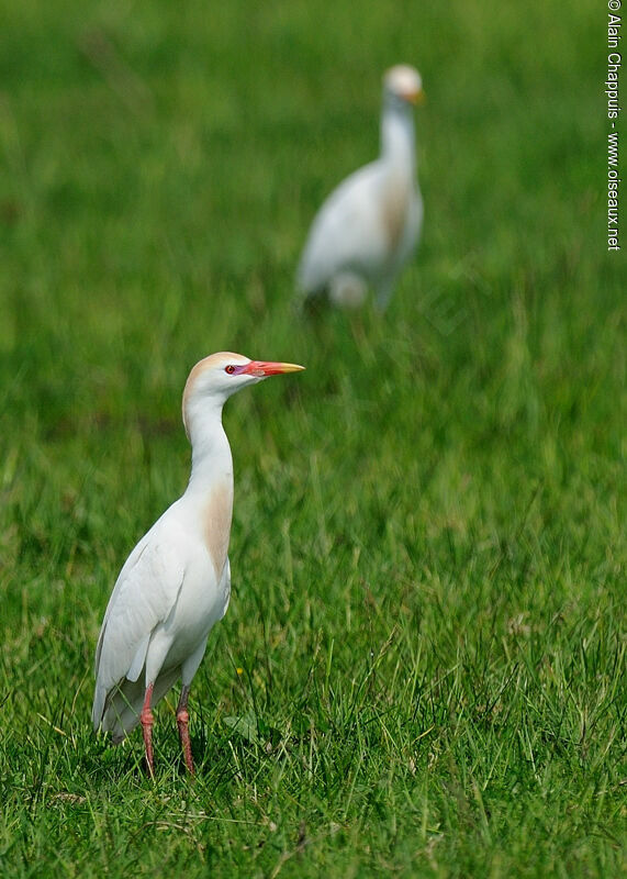 Western Cattle Egret male adult breeding, identification, Behaviour