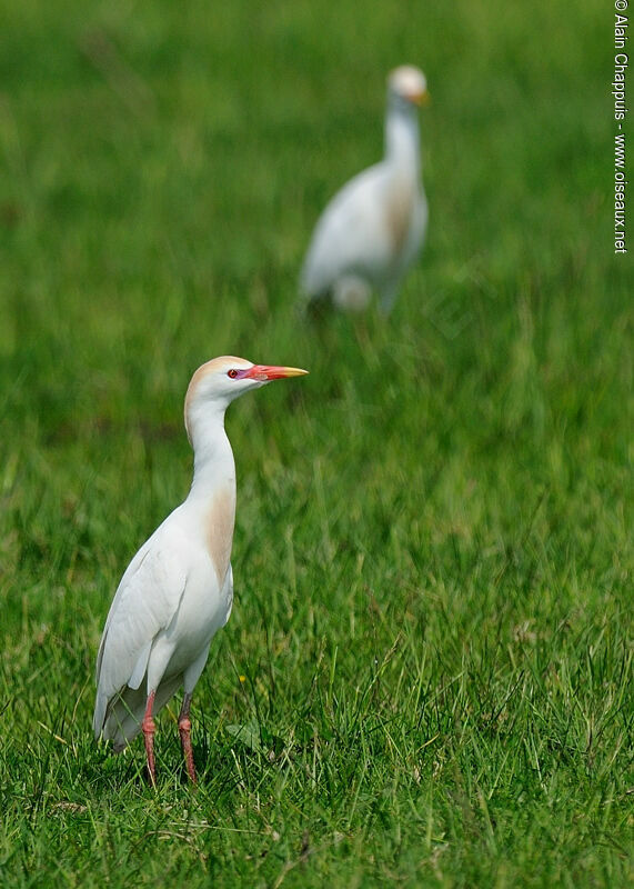 Héron garde-boeufs mâle adulte nuptial, identification, Comportement