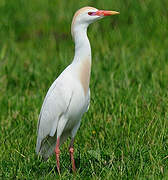 Western Cattle Egret