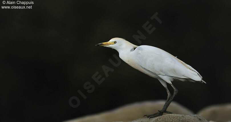 Western Cattle Egretadult breeding, identification, Behaviour