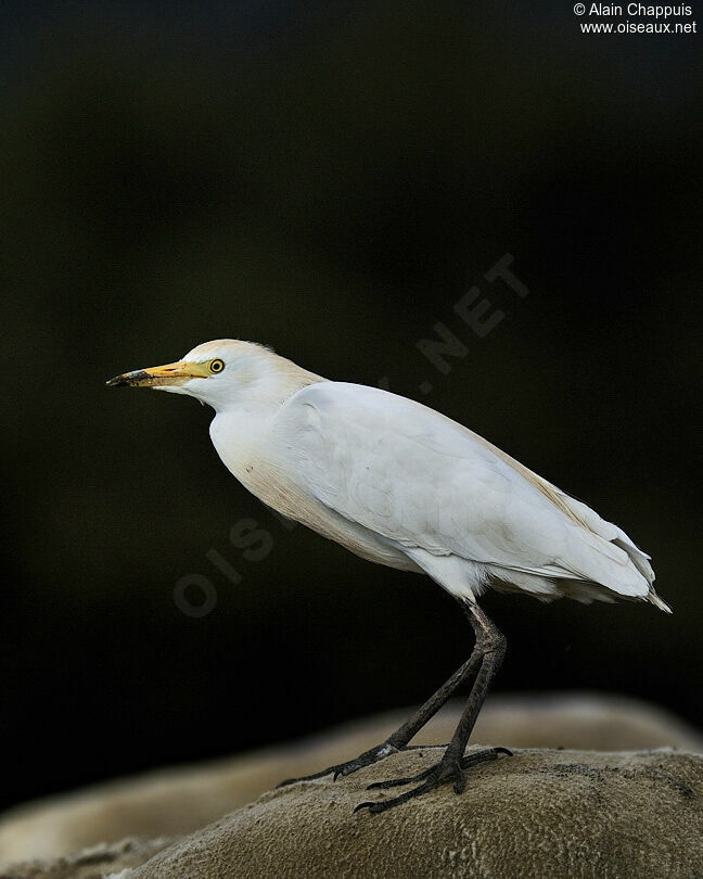 Western Cattle Egretadult breeding, identification, Behaviour